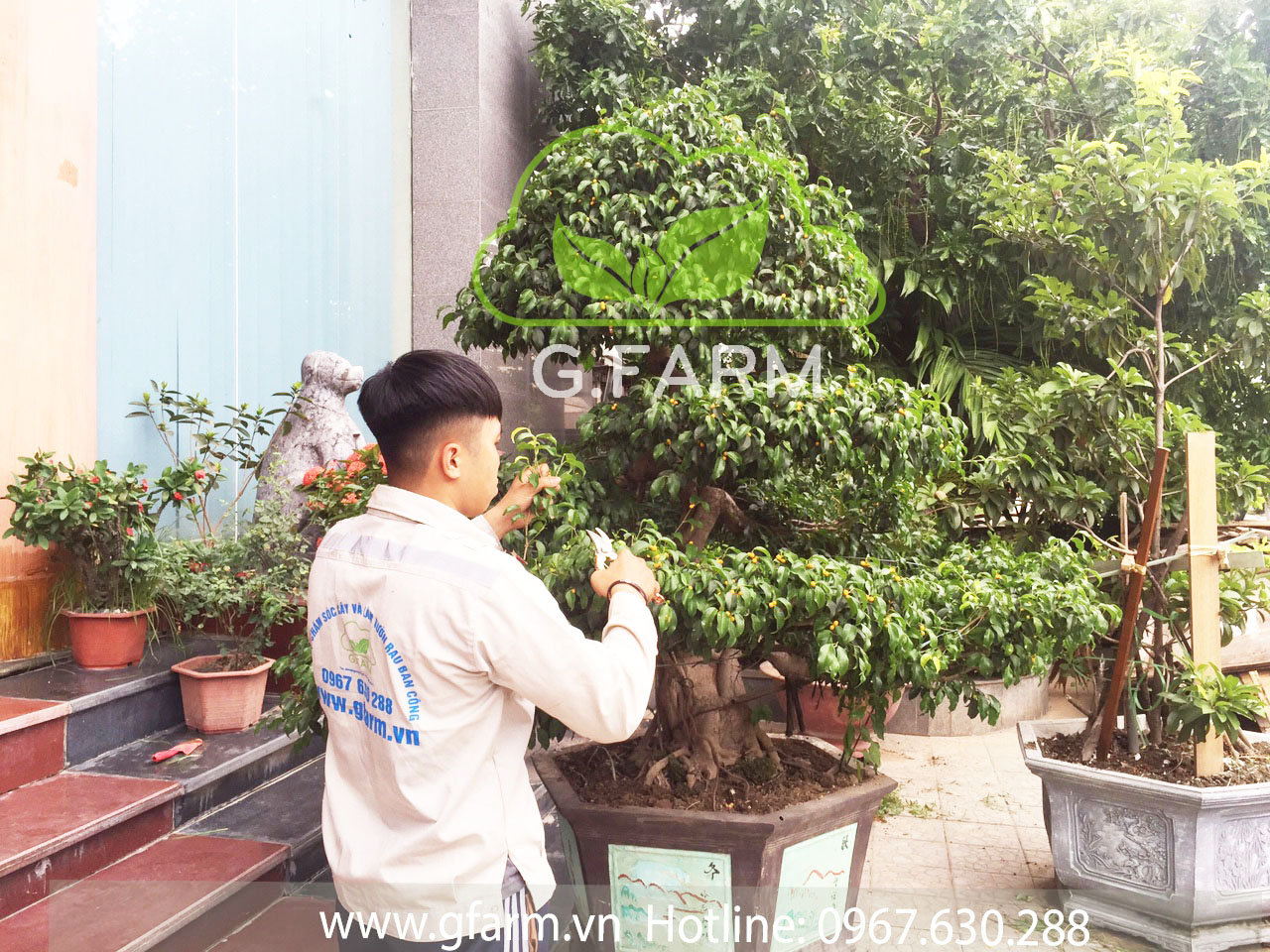 Dịch vụ chăm sóc khôi phục vườn, cứu cây xanh Gfarm
